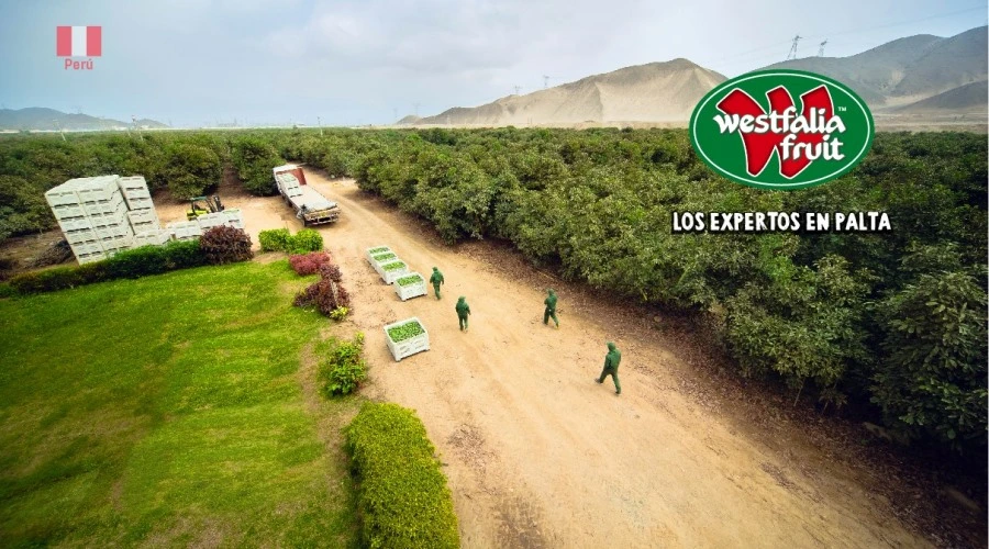 WESTFALIA FRUIT nos elige para la cobranza legal de su Cartera Pesada en el Perú